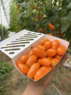 Tomates cerises olivettes oranges