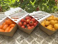 Mix de tomates cerises