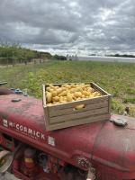 Pomme de terre grenaille