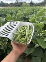 Haricots verts récoltés main