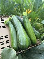 Courgettes petits calibres
