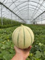 Melon d'ici !
