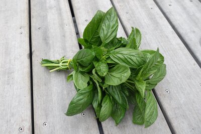 Basilic bio frais (botte)