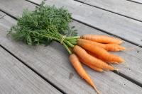 Carottes bio nouvelles en botte (avec fanes)
