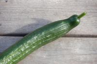 Concombre long lisse bio