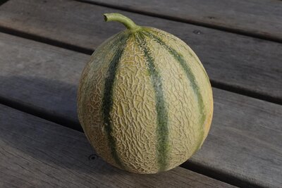 Melon bio