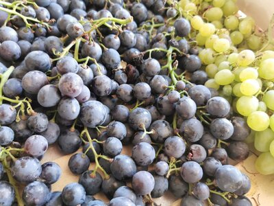 Raisin noir