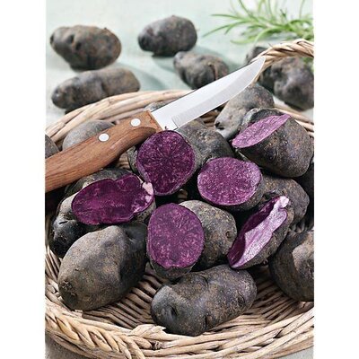 Pommes de terre violettes bio