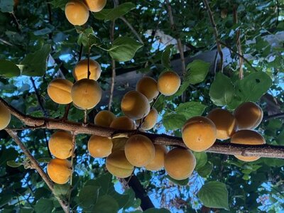Abricots