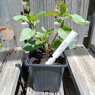 Menthe lavande - 0.5l