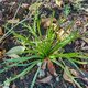 Plantain corne de cerf - image 2