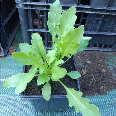 Roquette wasabi