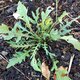 Roquette wasabi - image 2