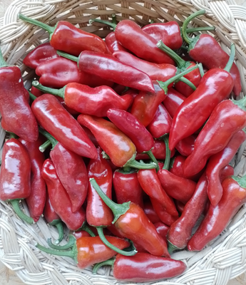 🌶 piment basque (scoville 1500-2500)