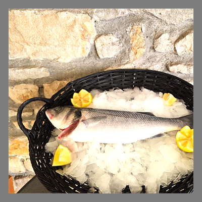 Bar sauvage pêche bretonne