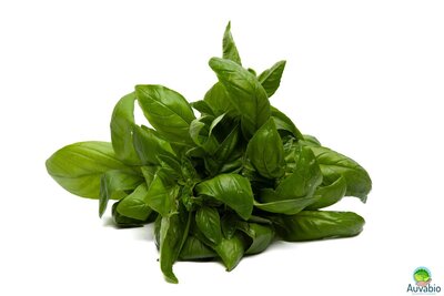 Basilic