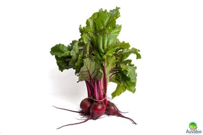 Betterave rouge (botte)
