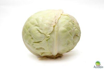 Chou vert lisse
