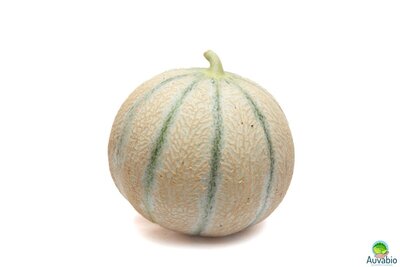 Melon charentais