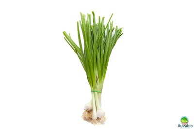 Oignons blancs (botte)