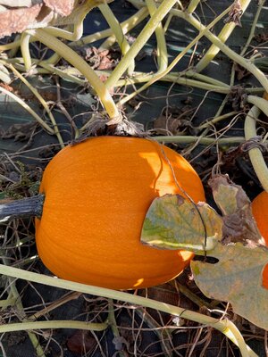 Courge jack o lantern taille s