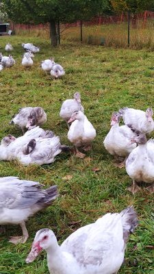 1 cuisse de canard fraiche