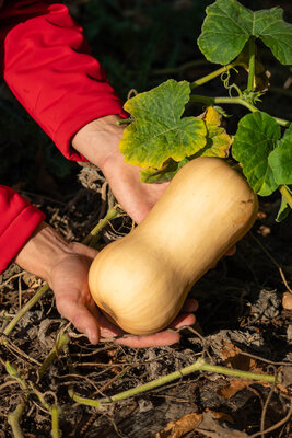 Courge butternut