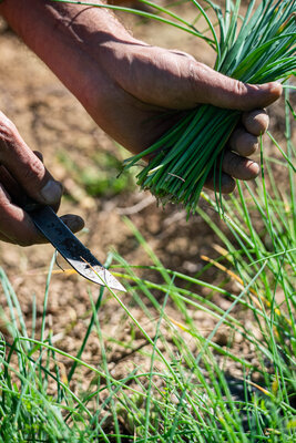 Bouquet de ciboulette