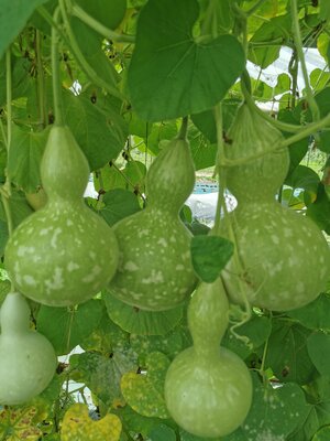 Gourdes décoratives