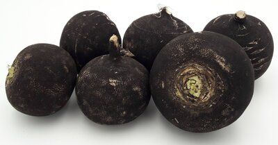 Radis noir rond bio