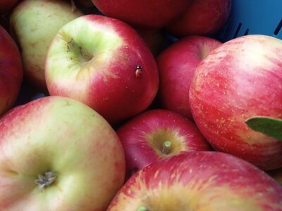 Pommes acidulées 14kg