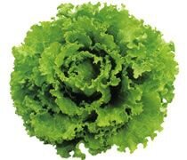 Salade batavia verte