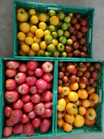 Tomates couleurs en mélange