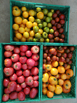 Tomates couleurs en mélange au kg