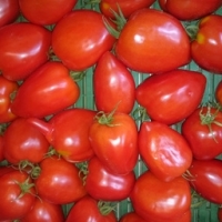 Tomates coeur de boeuf