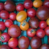 Tomates cerises en mélange 250 gram