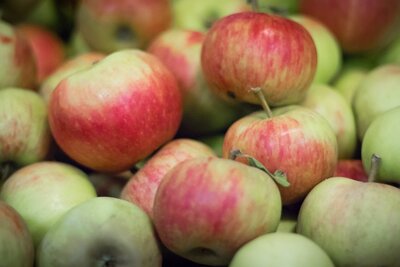 Pommes elstar
