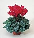 Cyclamen rouge
