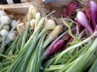 Oignon petits en vert  bio