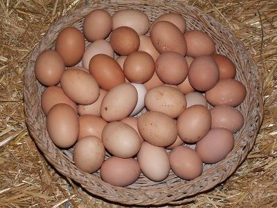 12 oeufs frais