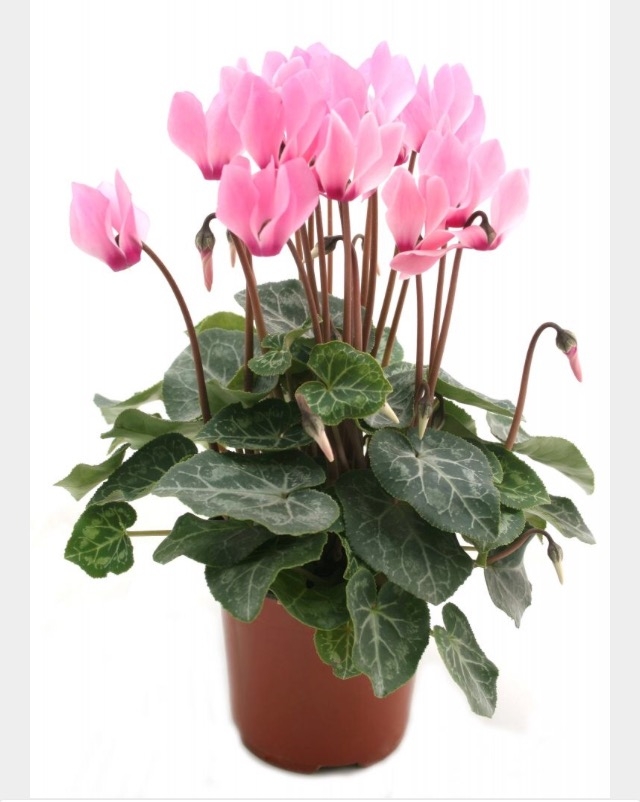 Cyclamen Rose 1 U Duboz Horticulture Locavor fr Cyclamen Rose 1 U Duboz Horticulture Locavor fr