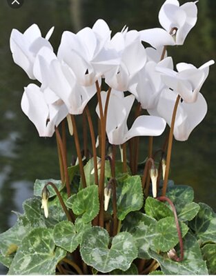 Cyclamen blanc