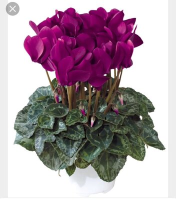 Cyclamen violet