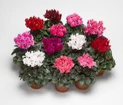 Cyclamen MINI blanc