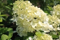 Hydrangea pan. phantom 60/80 (hortensia pour soleil)