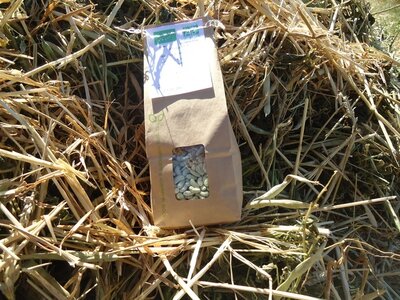 Flageolet sec bio