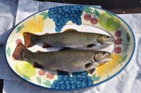 Omble de fontaine 300 g