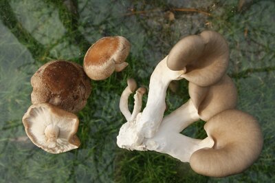 Pleurote