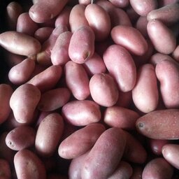 Pomme de terre chérie
