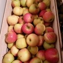 Pomme elstar